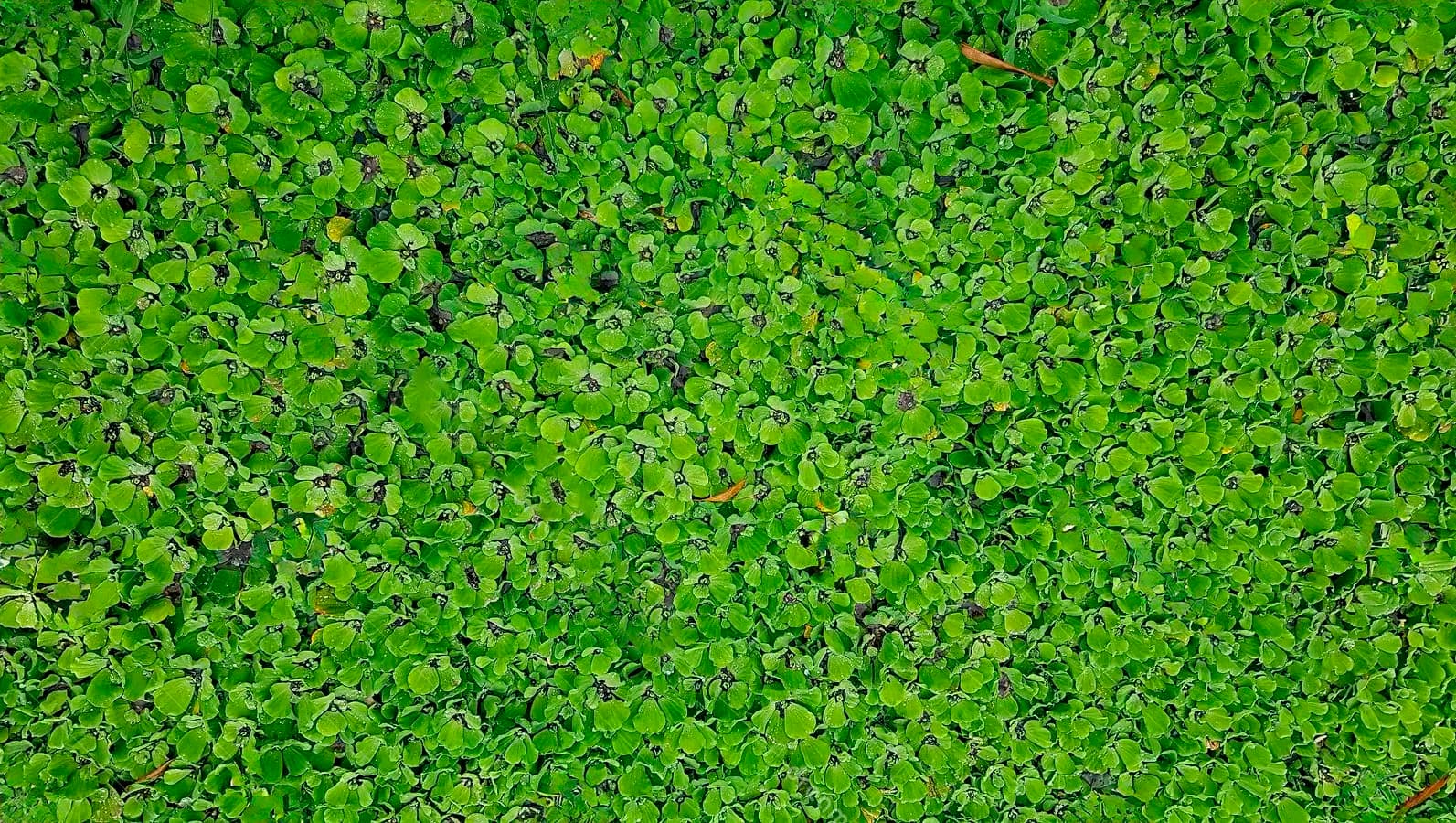 Caimanes - Costa Rica