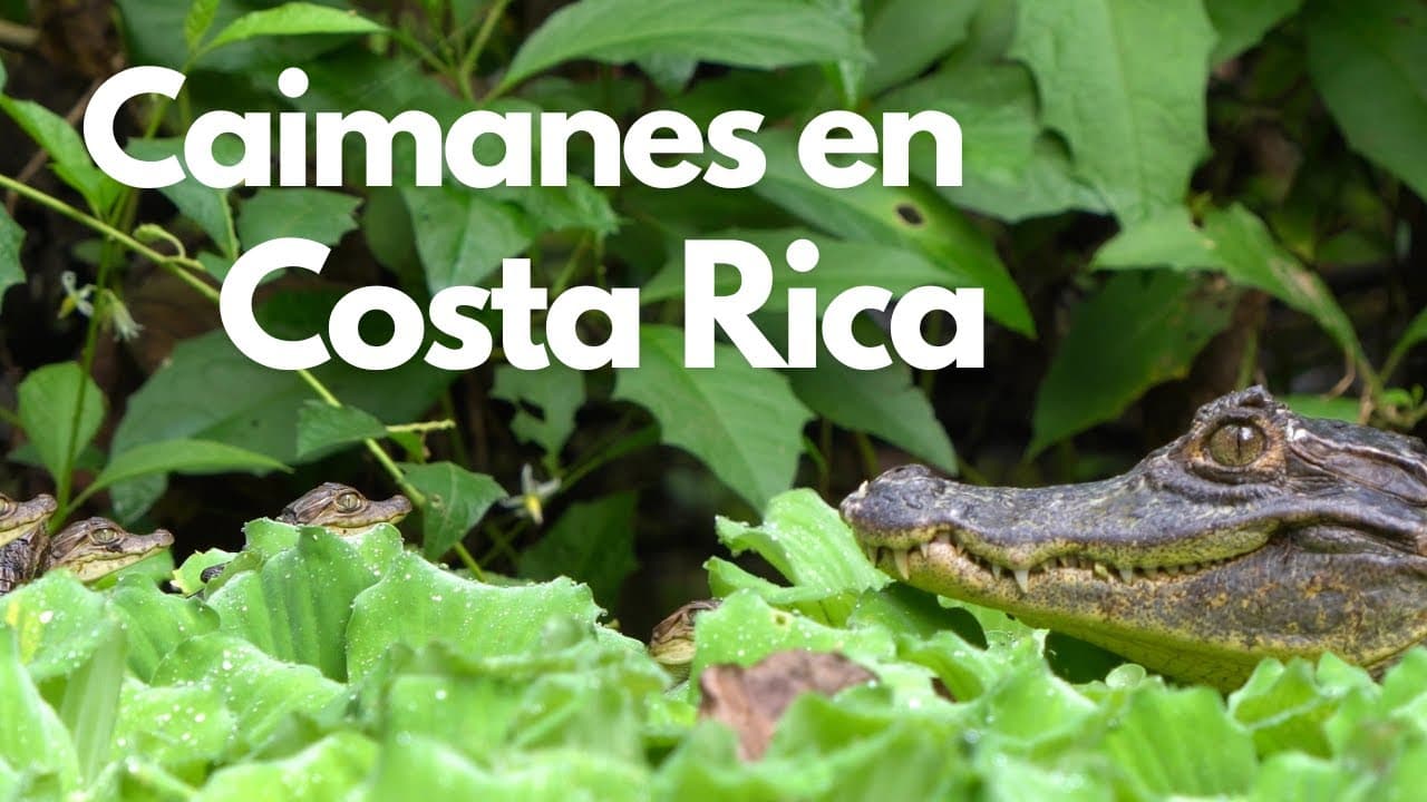 Caimanes - Costa Rica